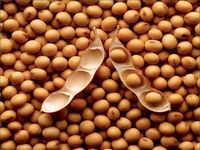 大豆磷脂中磷脂酰胆碱含量测定