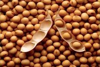 大豆磷脂中磷脂酰胆碱含量测定