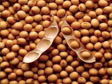 大豆磷脂中磷脂酰胆碱含量测定