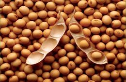 大豆磷脂中磷脂酰胆碱含量测定