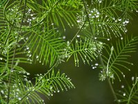 植物激素检测