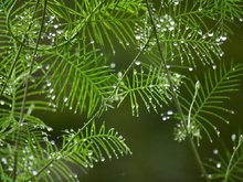 植物激素检测