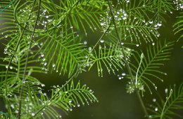 植物激素检测