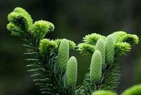 植物多酚含量检测