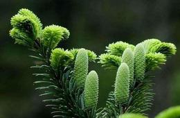 植物多酚含量检测