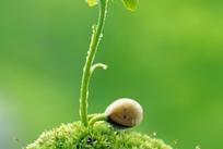 植物样本 营养成分检测