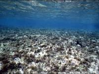 海洋沉积物检测