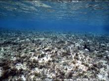 海洋沉积物检测