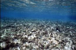 海洋沉积物检测