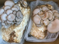 菌种成分鉴定|菌种活性检测