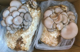 菌种成分鉴定|菌种活性检测