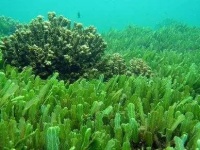 藻类甘露醇含量检测