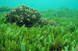 藻类甘露醇含量检测