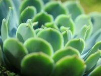 植物叶片生物碱含量检测