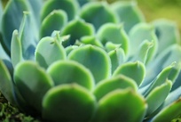 植物叶片生物碱含量检测