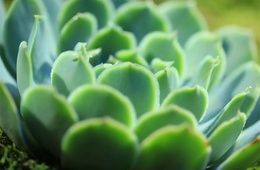 植物叶片生物碱含量检测