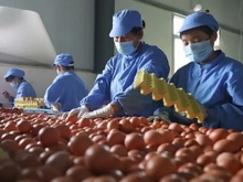 禽蛋产业快速检测质控方案