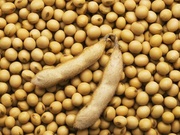 大豆成分检测|大豆含量检测