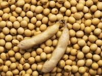 大豆成分检测|大豆含量检测