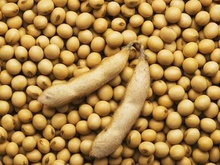 大豆成分检测|大豆含量检测