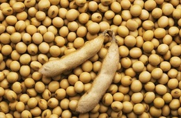 大豆成分检测|大豆含量检测