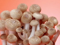 蘑菇成分检测|蘑菇未知物检测