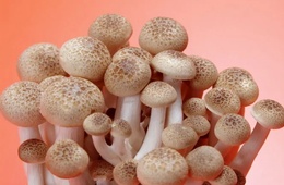 蘑菇成分检测|蘑菇未知物检测