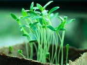 植物有机酸含量测定