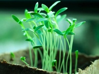 植物有机酸含量测定