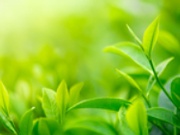 茶叶农药残留检测