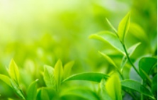 茶叶农药残留检测