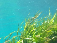 海藻中褐藻酸盐检测