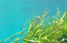 海藻中褐藻酸盐检测