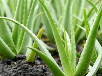 芦荟成分分析|芦荟农残检测