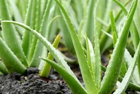 芦荟成分分析|芦荟农残检测