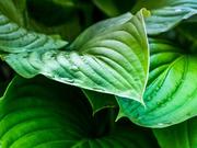 植物总氮检测
