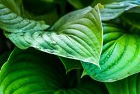 植物总氮检测