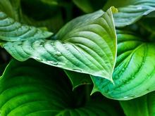 植物总氮检测
