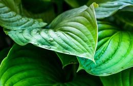 植物总氮检测