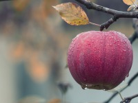 水果营养成分分析,水果农残检测
