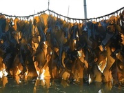 海带及海带提取物检测