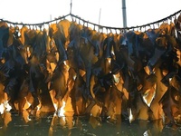 海带及海带提取物检测