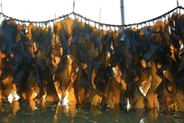 海带及海带提取物检测
