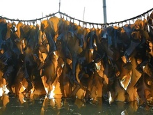 海带及海带提取物检测