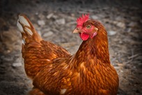 饲料添加剂分析检测