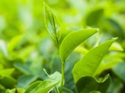 茶叶检测