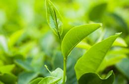 茶叶检测