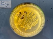 药品微生物限度检测