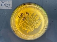 药品微生物限度检测