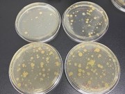 公共用品用具微生物检测
